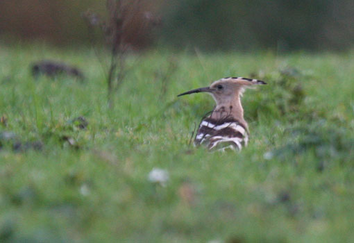 Hoopoe at Gaunless Flats 2013