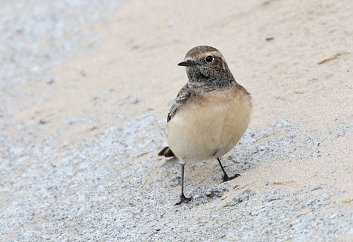Pied Wheatear at Redcar, Teesside
