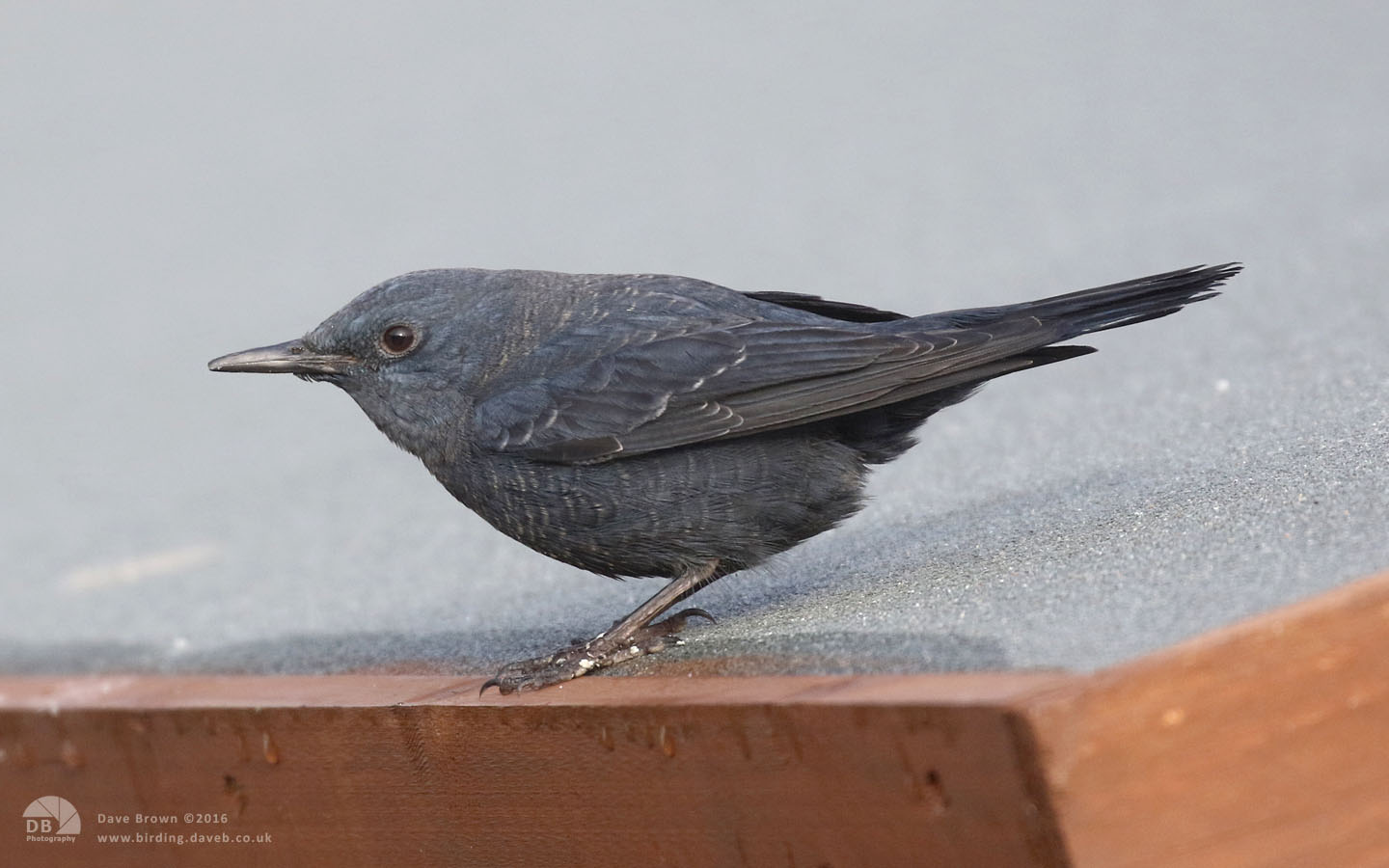 Blue Rock Thrush at Stow on the Wold, 30th December 2016