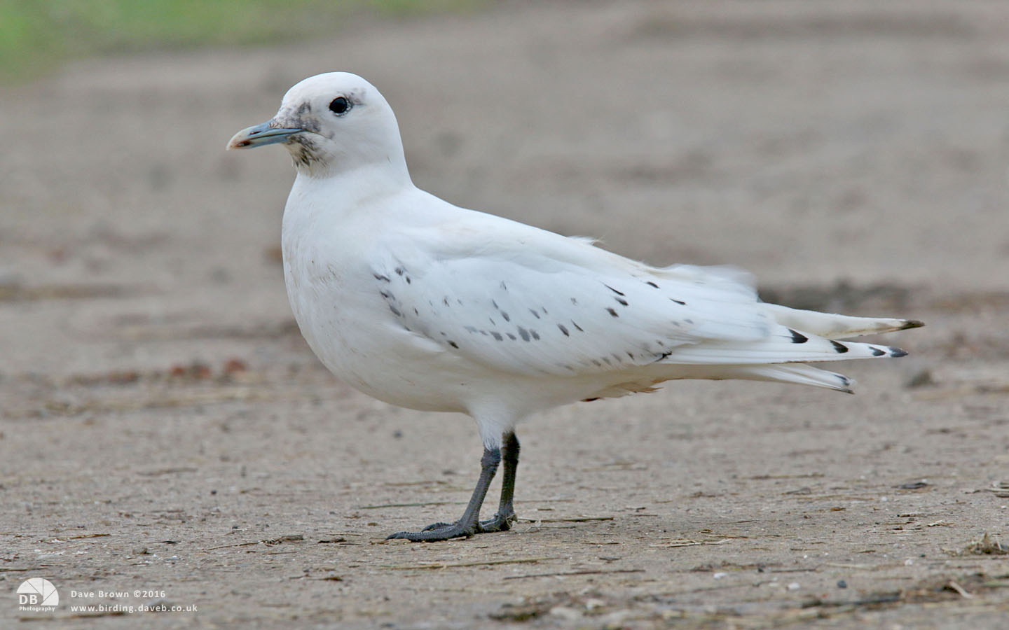 Ivory Gull at Patrington Haven, 23rd December 2013