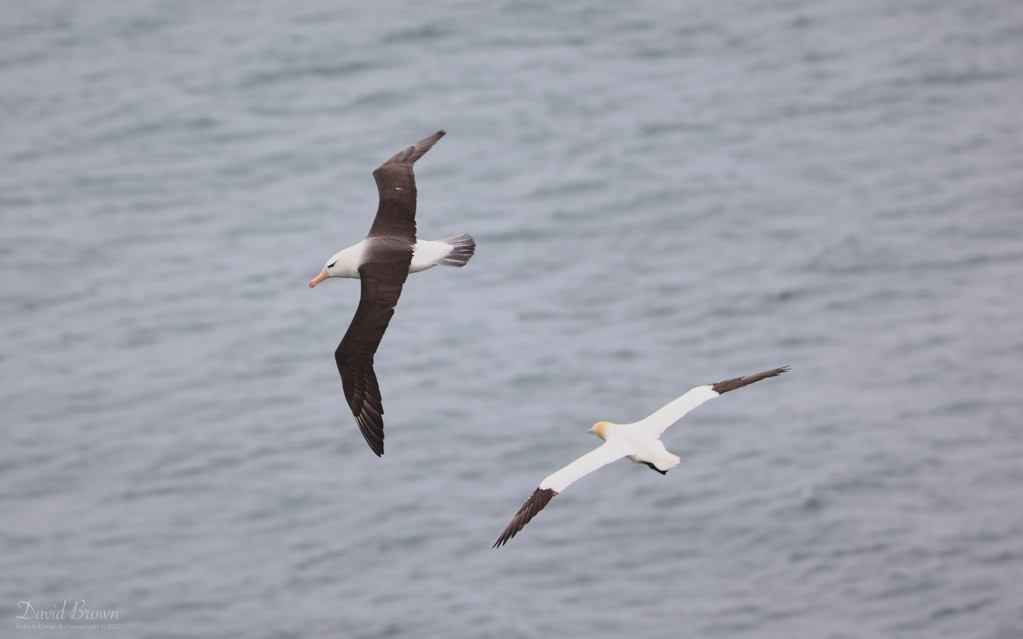 Black-browed Albatross at Bempton, 30th June 2022