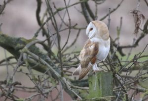Barn Owl at Etherley Moor