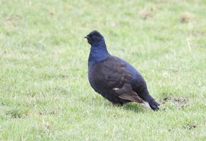 Black Grouse in the Dales, Weardale