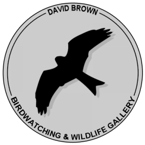 David Brown Birdwatching and Wildlife Gallery