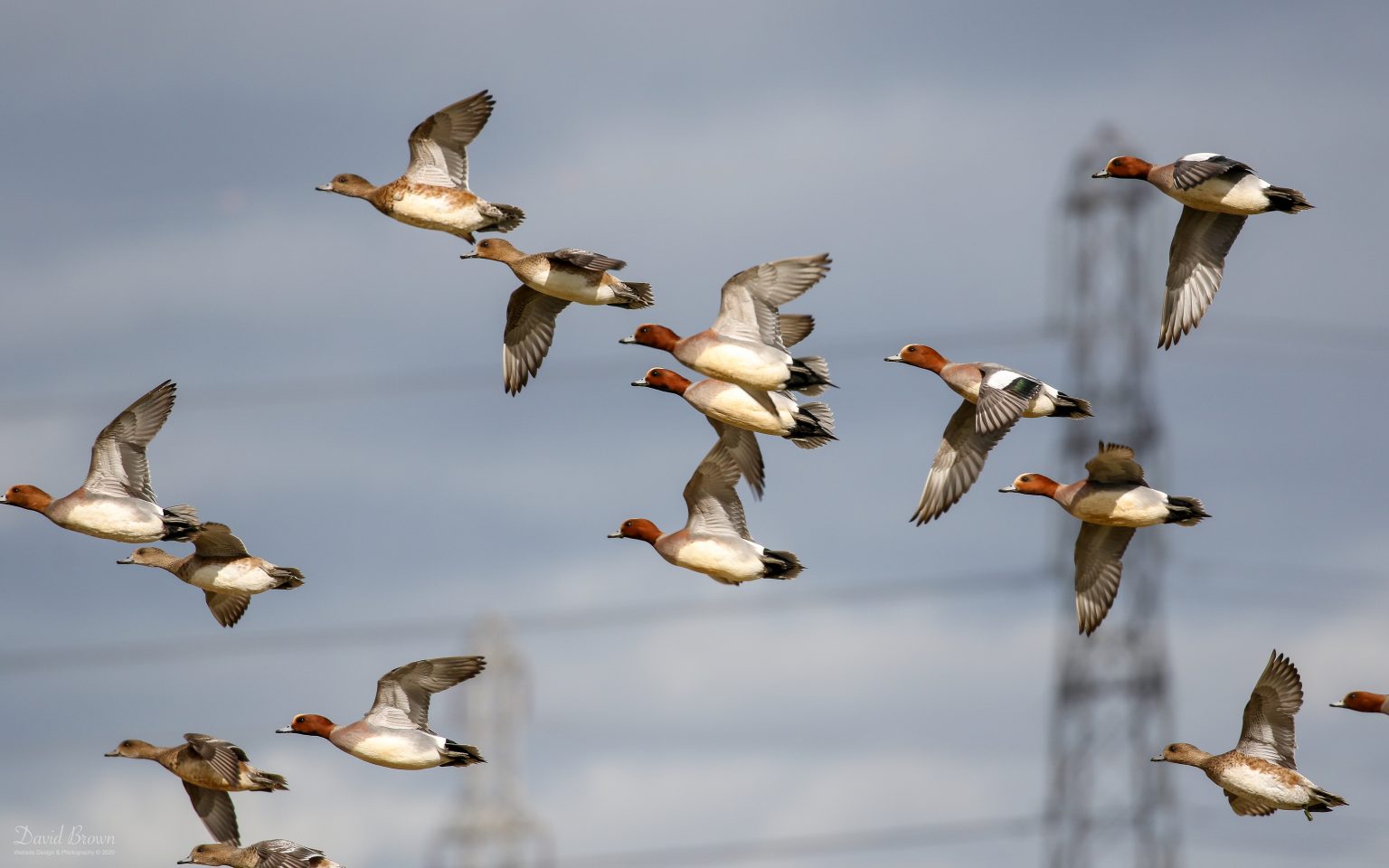 Wigeon at Saltholme, 11th March 2020