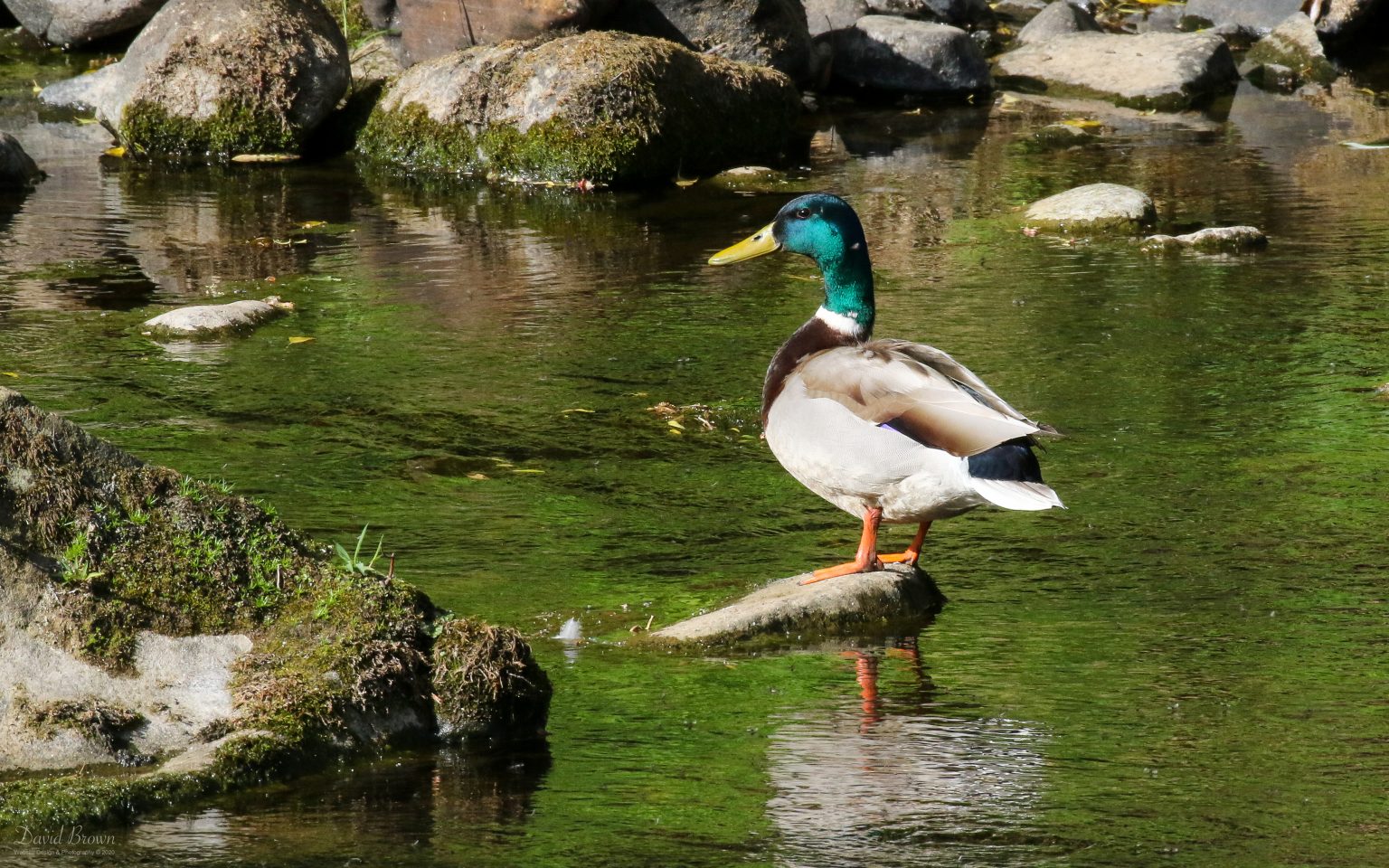 Mallard at Escomb, 21st May 2020