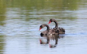 Black Swans at Escomb, 30th May 2020