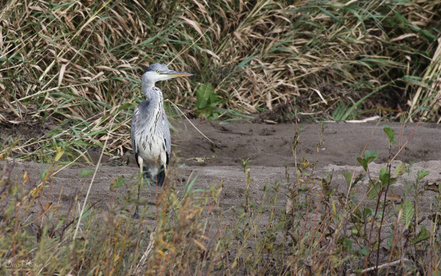 Grey Heron at Escomb, 25th October 2020