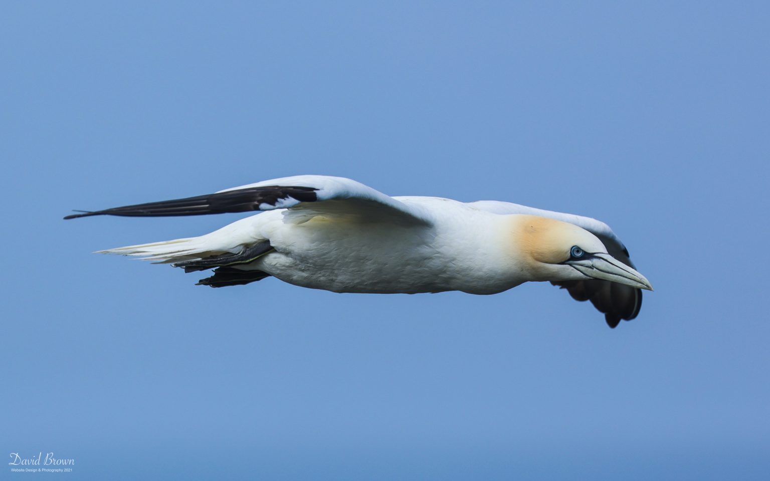Gannet at Bempton Cliffs, 9th July 2021