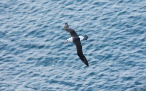 Black-browed Albatross at Bempton Cliffs, 9th July 2021.
