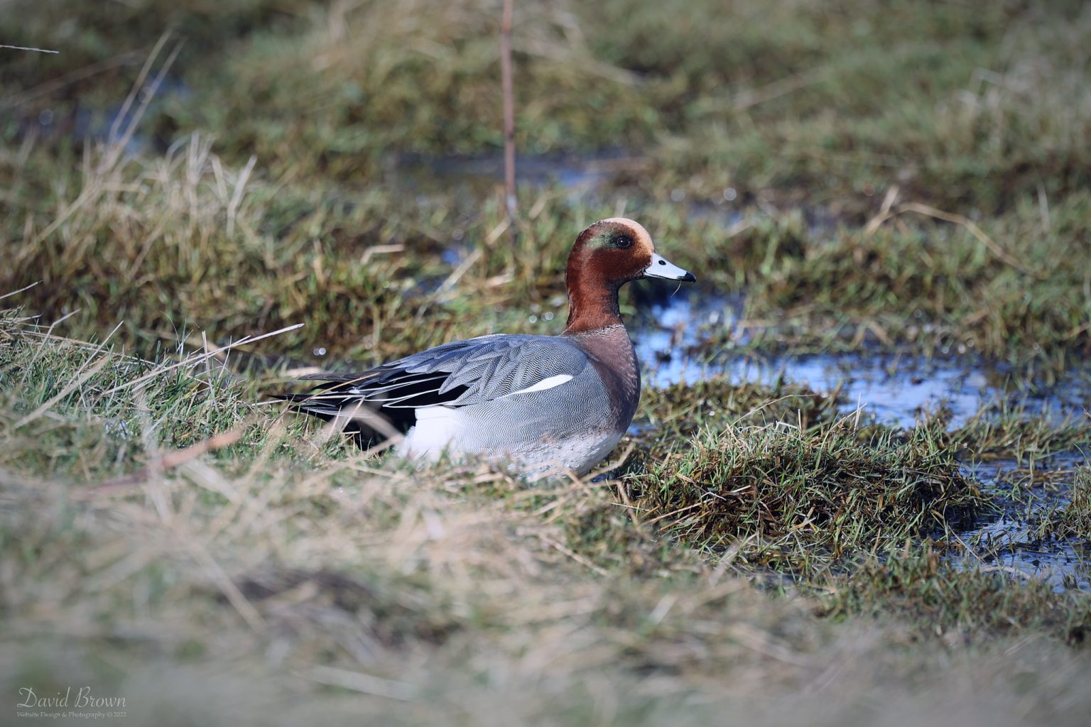 Wigeon at Seaton Common, 6th February 2022