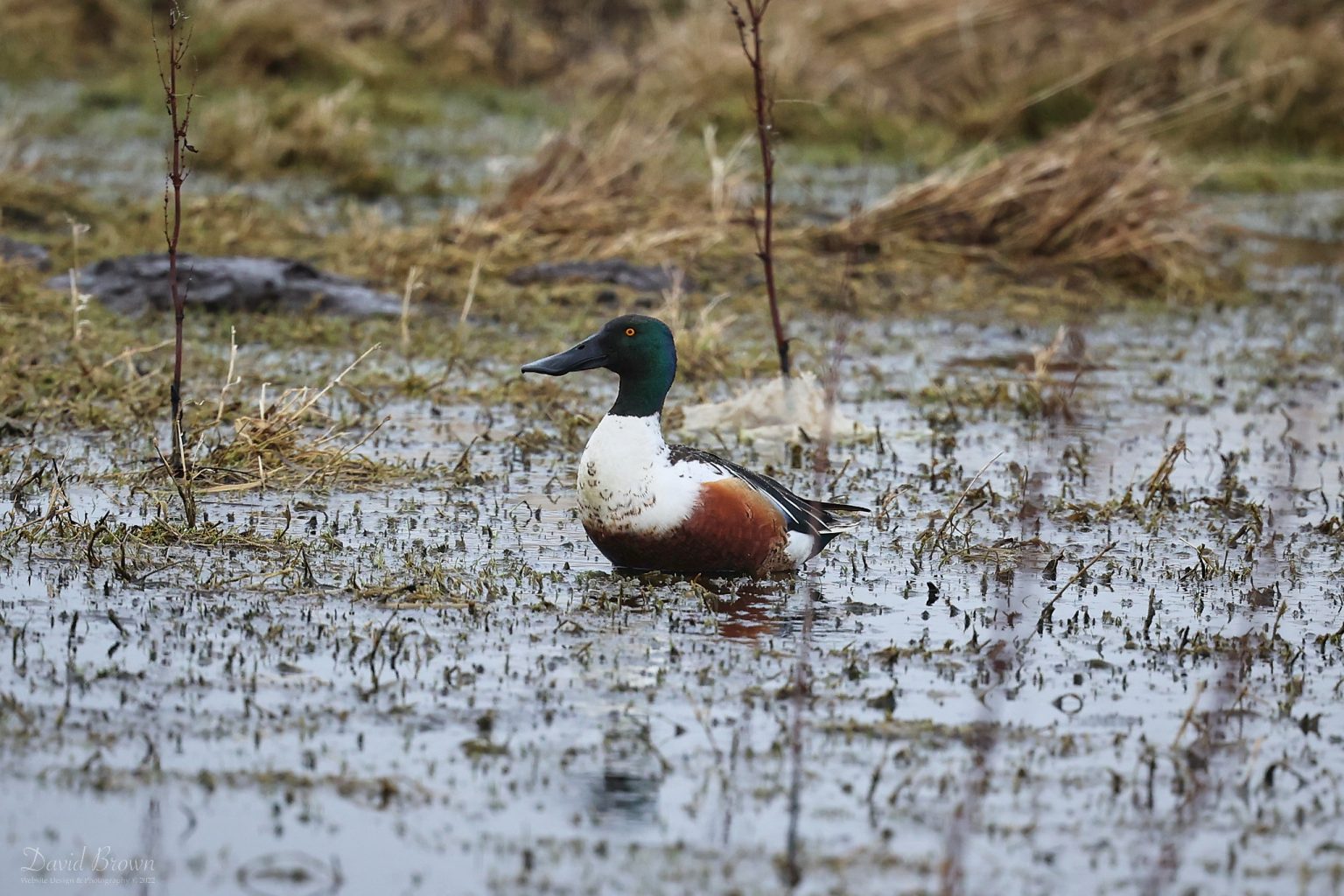Shoveller on Seaton Common, 13th February 2022