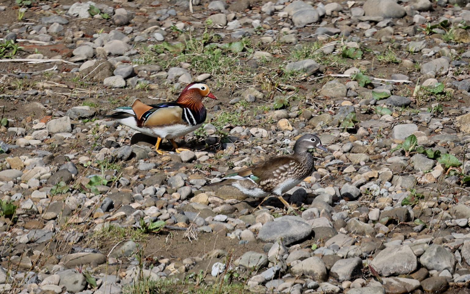 Mandarin at The Batts, 2nd April 2022