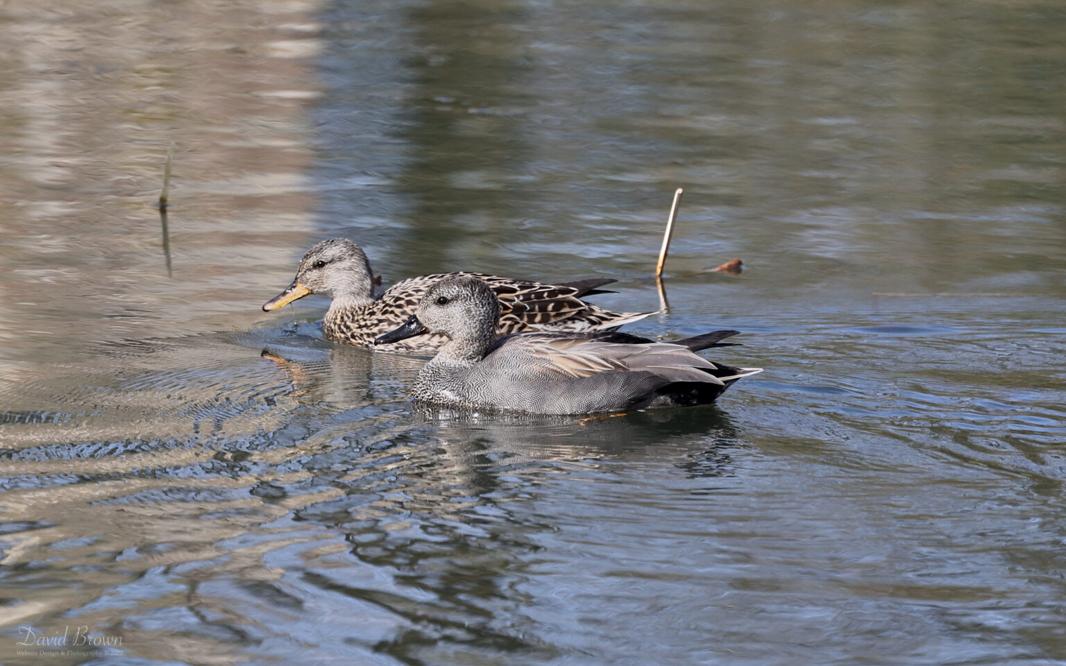 Gadwall at Hardwick Park CP, 9th April 2022