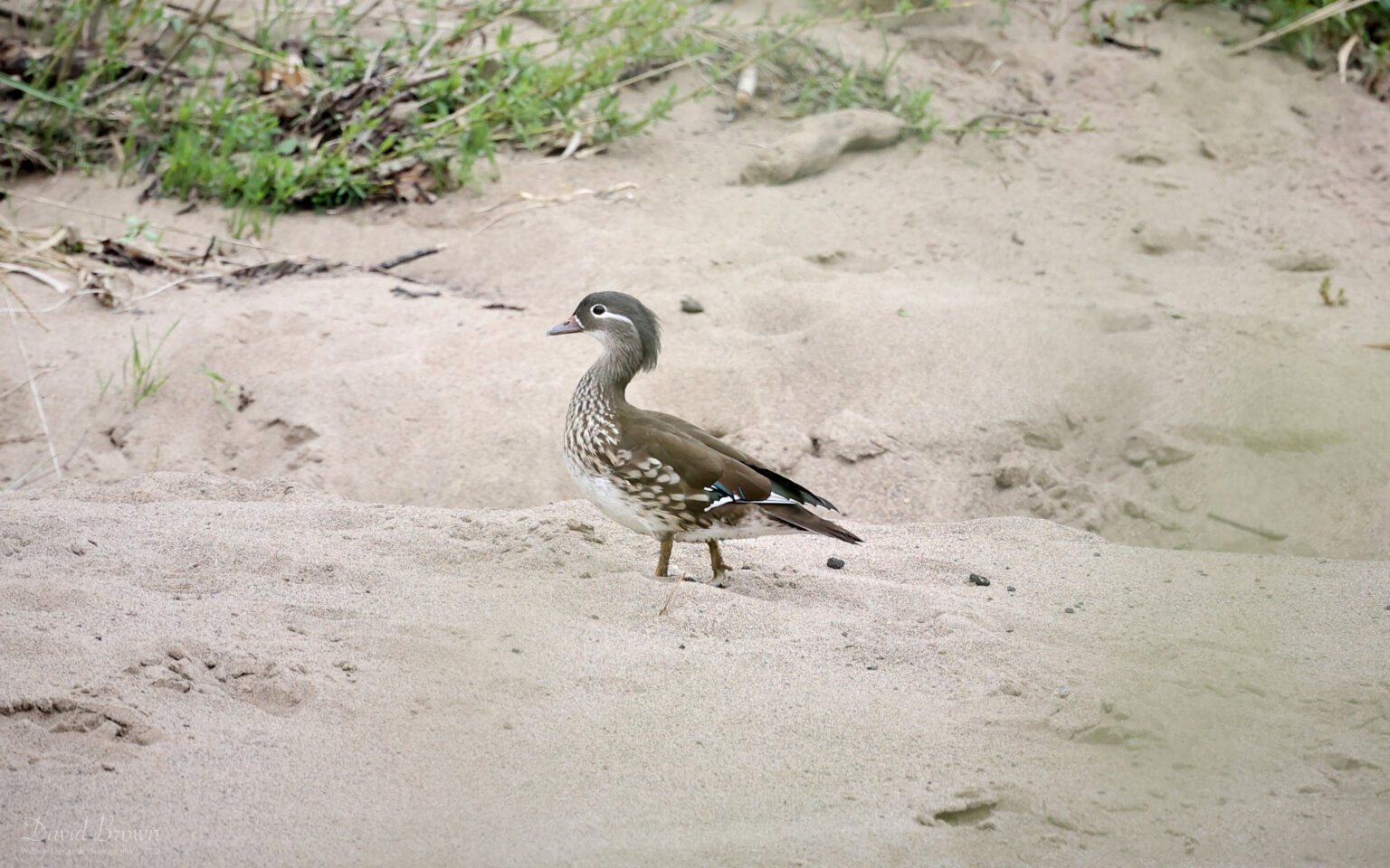 Mandarin at Escomb, 15th April 2022