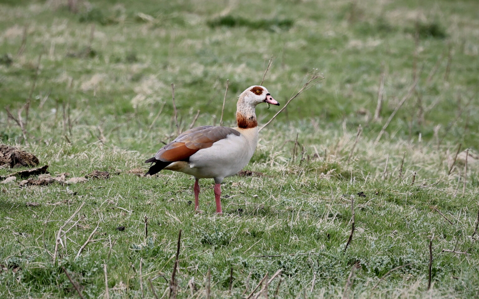 Egyptian Goose at Saltholme. 18th April 2022