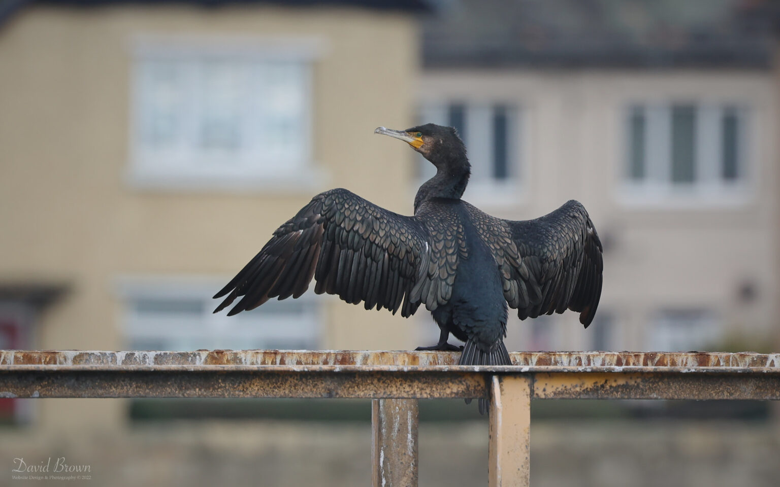 Cormorant at Hartlepool Headland, 21st October 2022