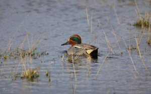 Common Teal at Seaton Common, 7th January 2023