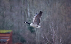 Canada Goose at Low Barns, 4th March 2023