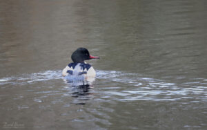 Goosander at Witton Castle Lakes, 5th March 2023