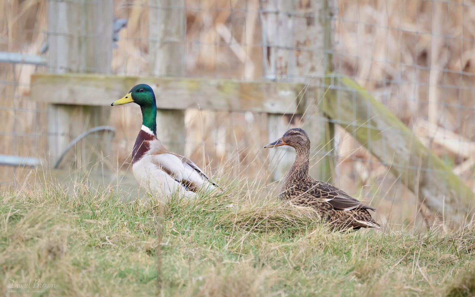 Mallards on Holy Island, 18th March 2023