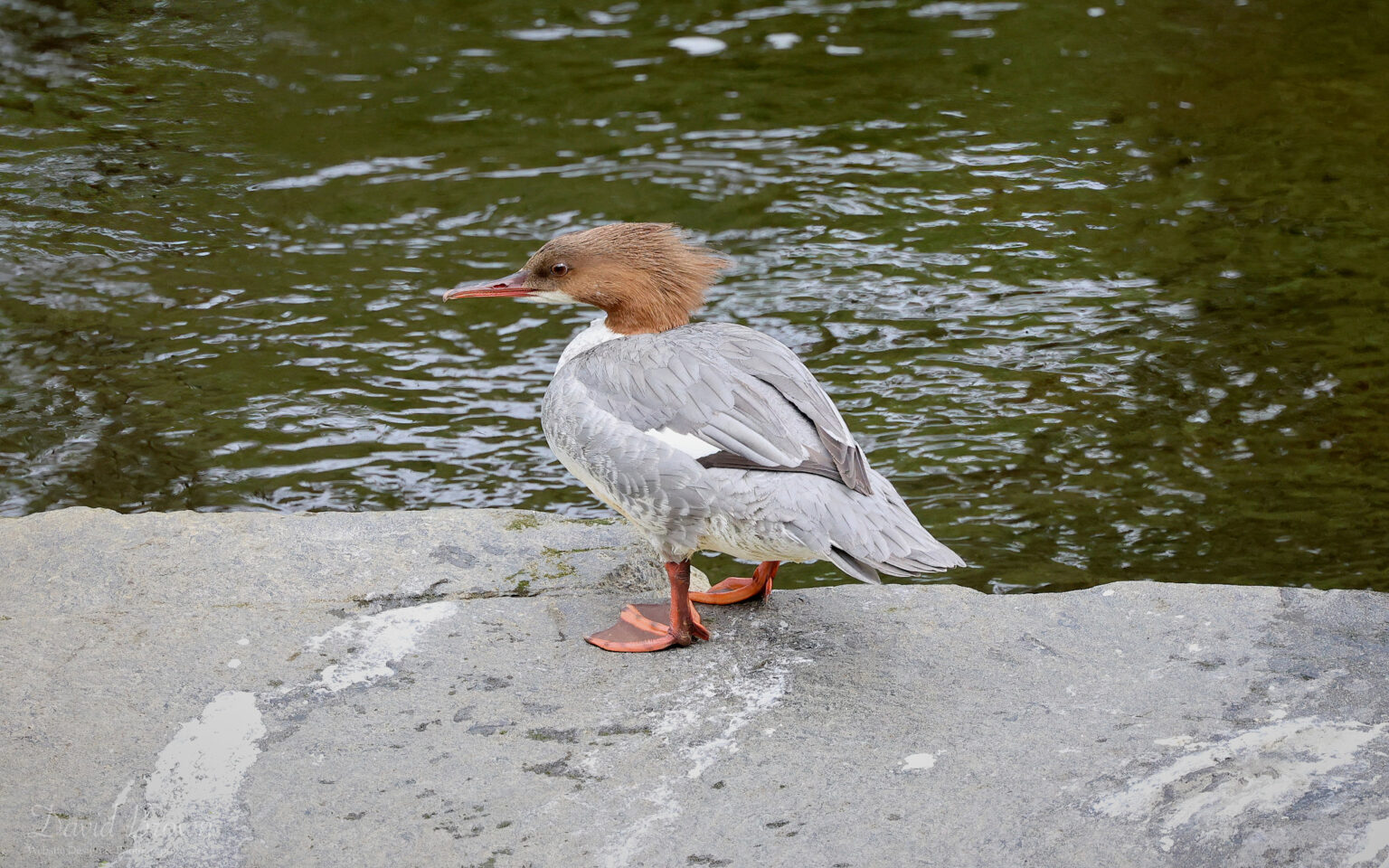 Goosander at Escomb, 20th May 2023.