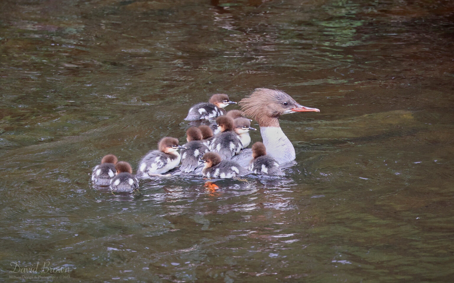 Goosander family at Escomb, 20th May 2023.