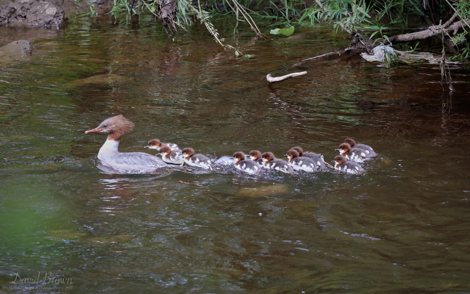 Goosander family at Escomb, 20th May 2023.
