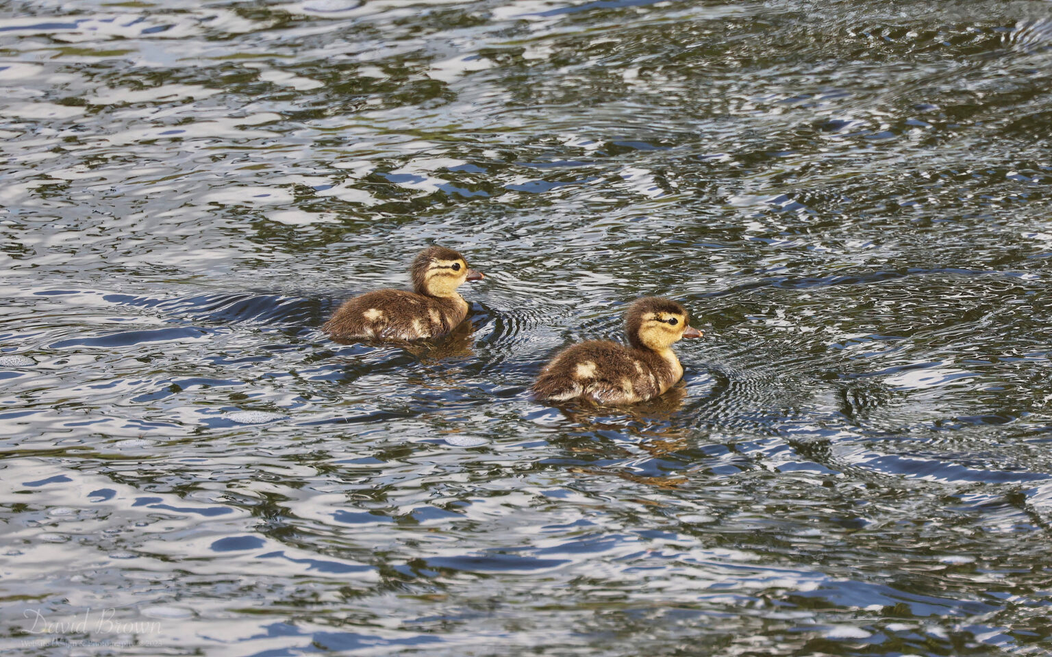 Mandarin ducklings at Escomb, 20th May 2023.