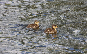 Mandarin ducklings at Escomb, 20th May 2023.