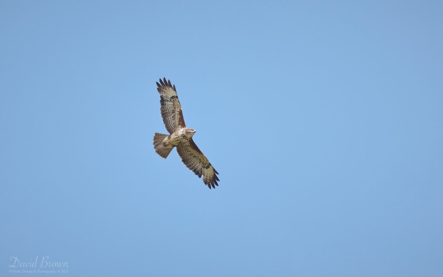 Common Buzzard over Etherley Moor, 29th May 2023.