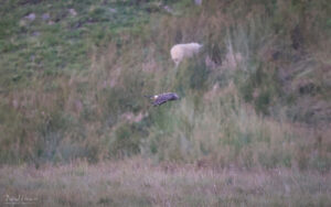 Hen Harrier in Upper Teesdale, 31st August 2023