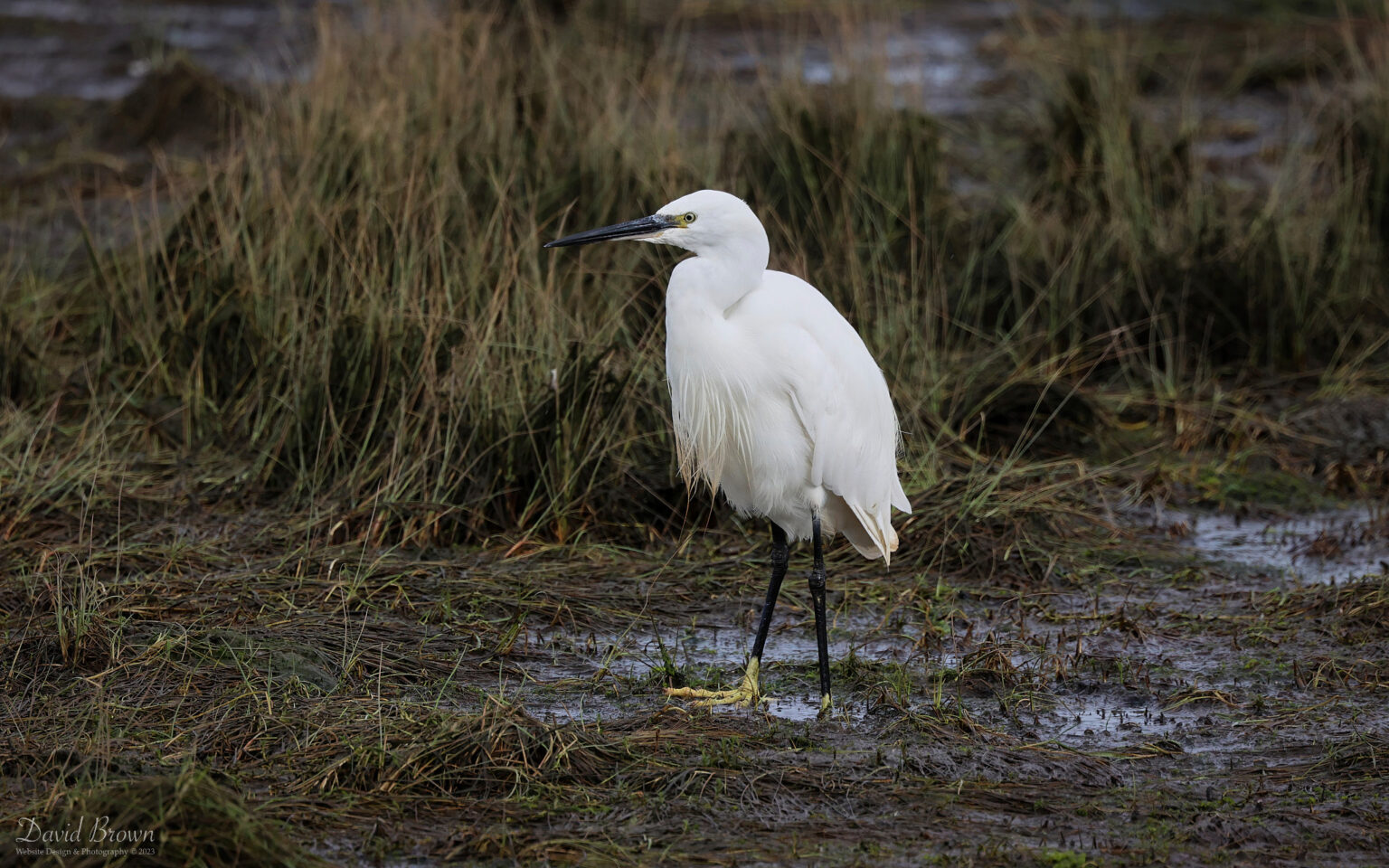 Little Egret at Seaton Common, 8th October 2023