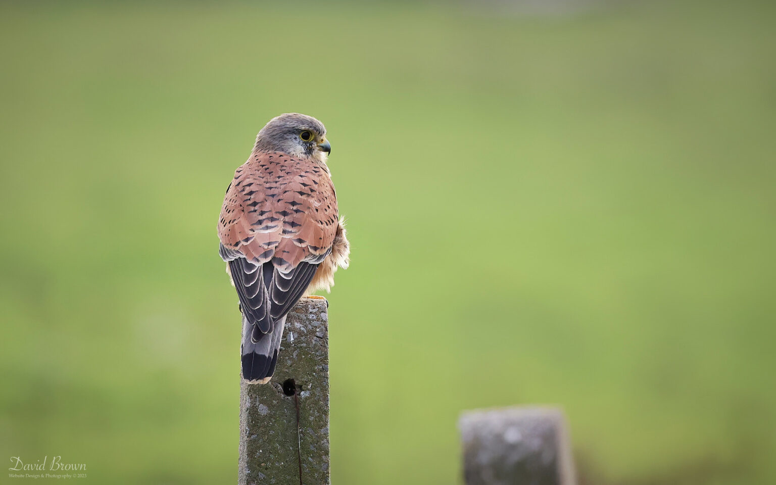 Kestrel at Seaton Snook, 8th October 2023
