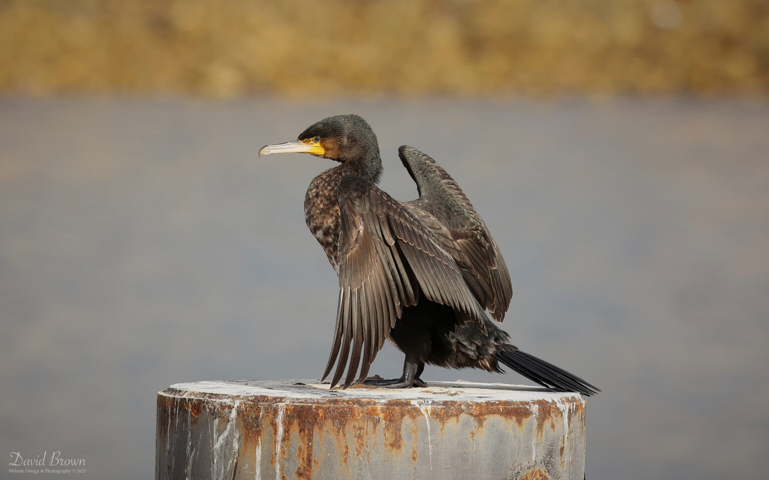 Cormorant at Hartlepool Headland, 21st October 2023