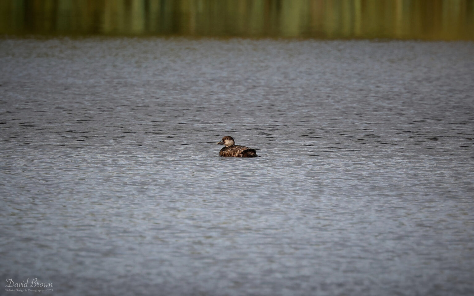 Common Scoter at Escomb, 22nd October 2023