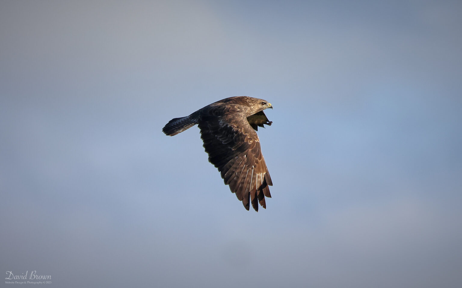 Common Buzzard at Escomb, 11th November 2023
