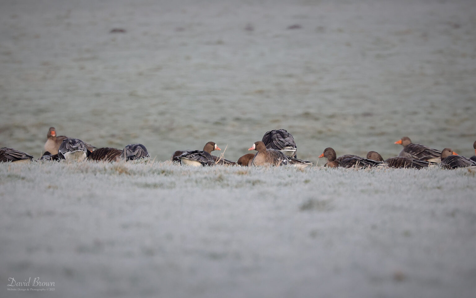 White-fronted Geese at hurworth Burn, 4th January 2025