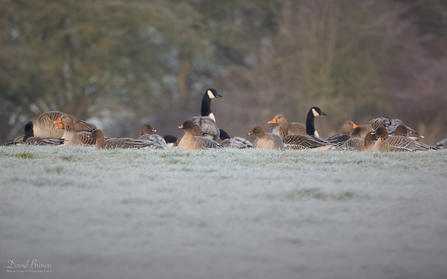 Pink-footed Geese at hurworth Burn, 4th January 2025