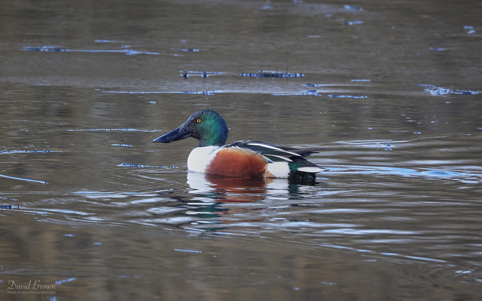 Shoveller at Escomb, 17th January 2025