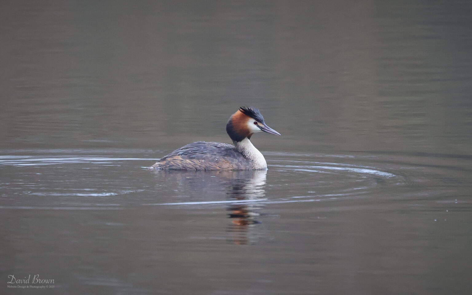 Great Crested Grebe at Escomb, 23rd March 2025