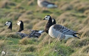 Barnacle Goose at Snettisham, 3rd March 2007