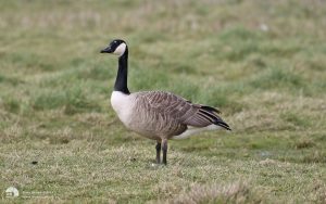 Canada Goose at RSPB Saltholme, 12th March 2016