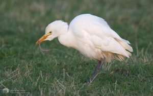 Cattle Egret at Cardoness, 6th January 2008