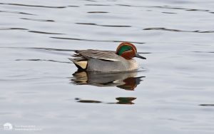 Common Teal at Leighton Moss, 23rd January 2016