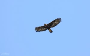 Golden Eagle on South Uist, 21st May 2019