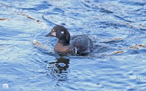 Harlequin Duck at Aberdeen, 8th January 2015