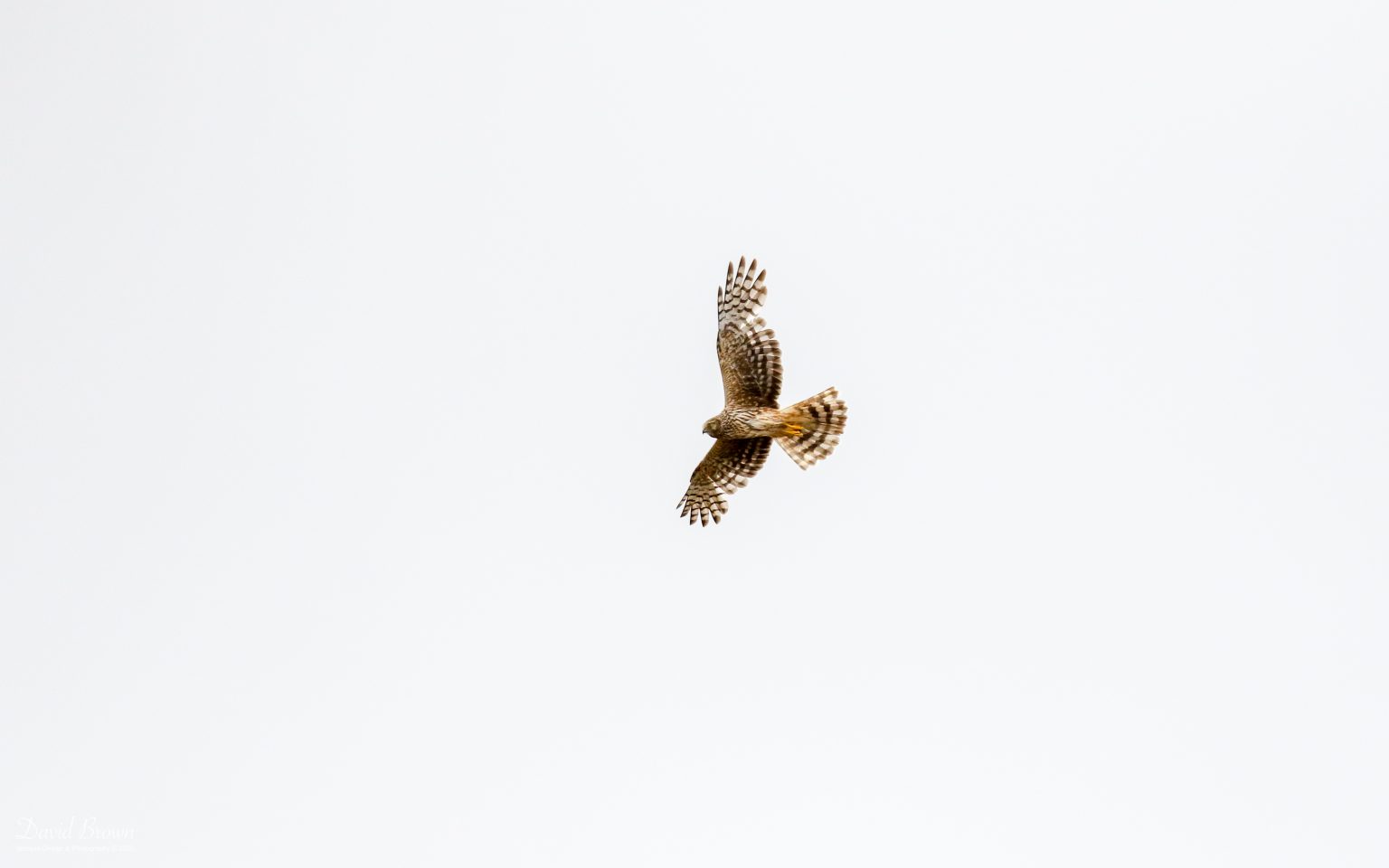 Hen Harrier at RSPB Balranald, 20th May 2019