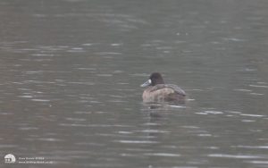 Lesser Scaup at Marden Quarry, 13th November 2011