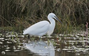 Little Egret at Seaton Common, 6th December 2015